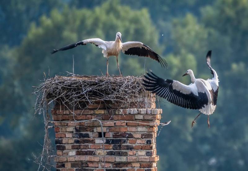 Professional Chimney Animal Removal Services in Woodstock, Maryland
