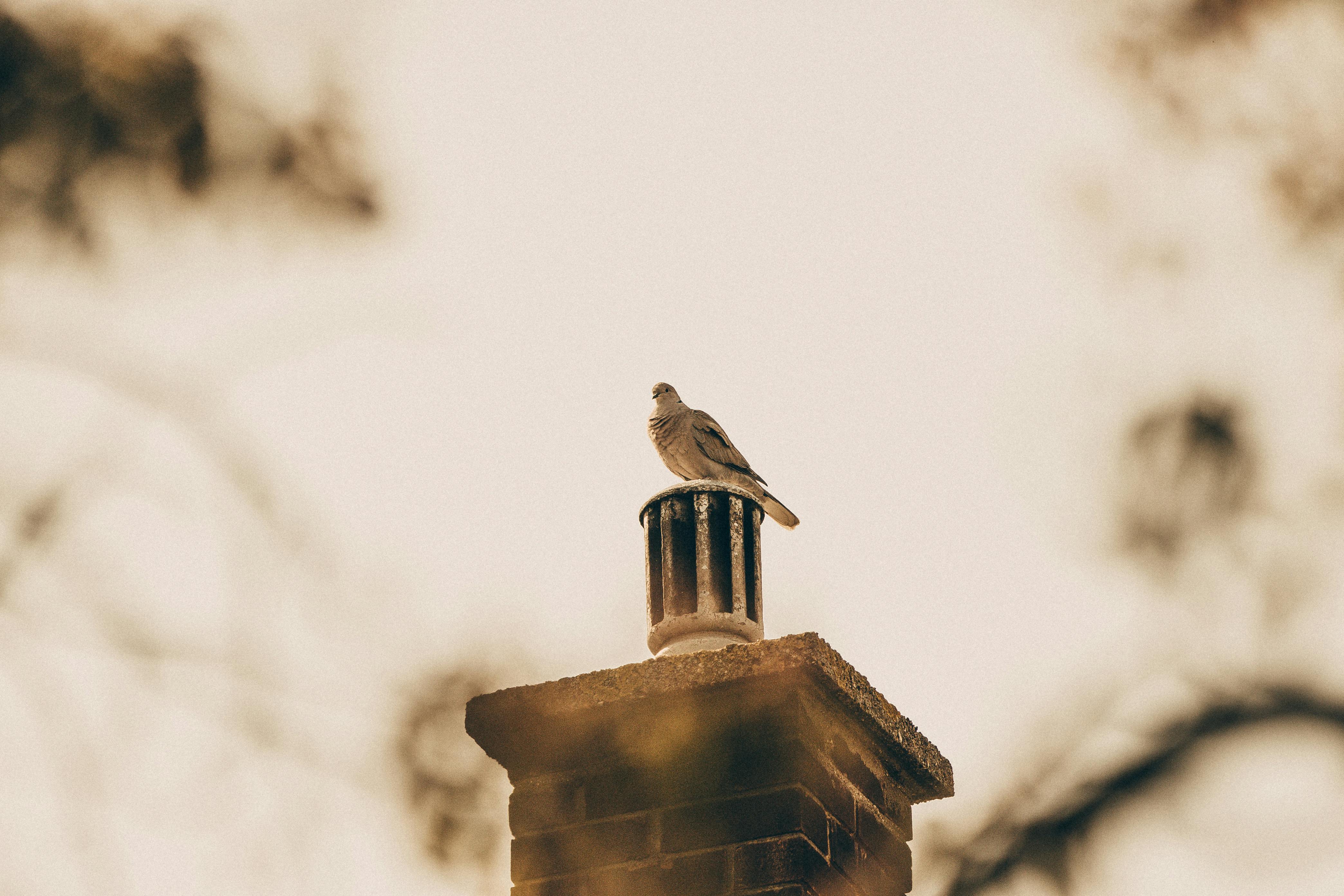 Professional Chimney Cap and Damper In Woodstock Maryland